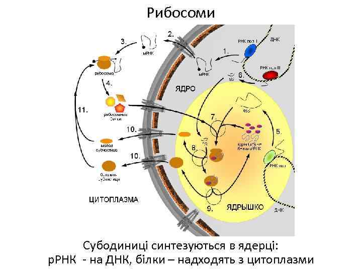 Рибосоми Субодиниці синтезуються в ядерці: р. РНК - на ДНК, білки – надходять з