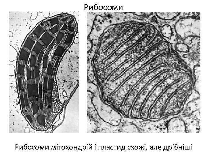 Рибосоми мітохондрій і пластид схожі, але дрібніші 
