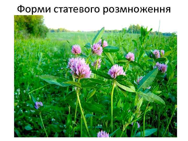 Форми статевого розмноження 