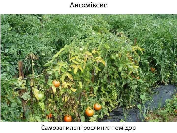 Автоміксис Самозапильні рослини: помідор 