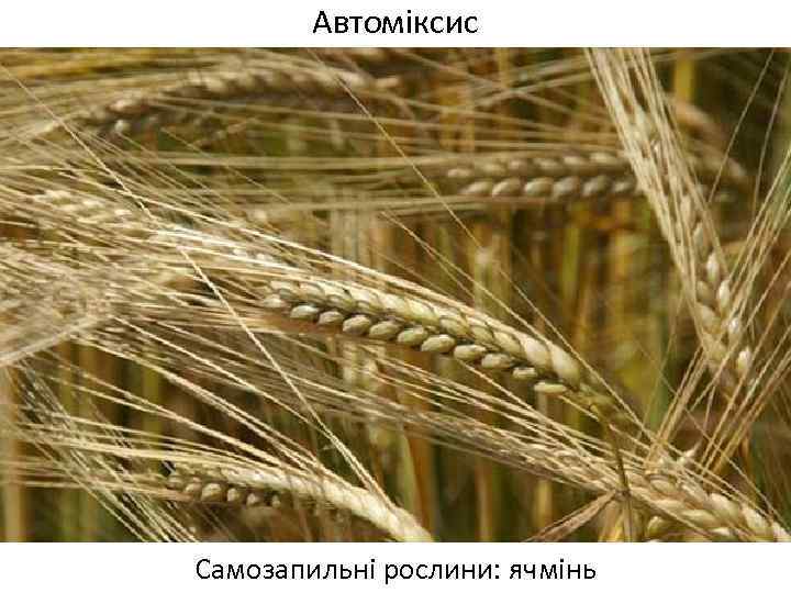 Автоміксис Самозапильні рослини: ячмінь 