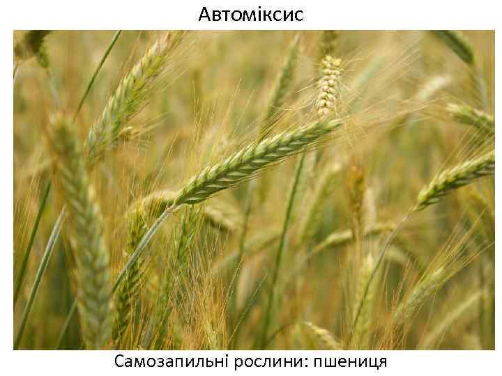 Автоміксис Самозапильні рослини: пшениця 