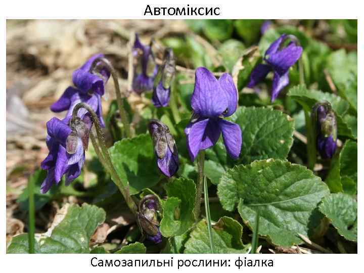 Автоміксис Самозапильні рослини: фіалка 