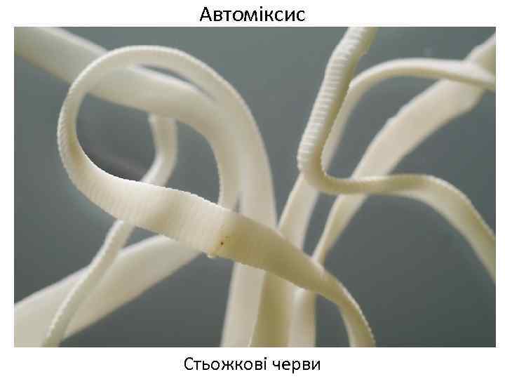 Автоміксис Стьожкові черви 