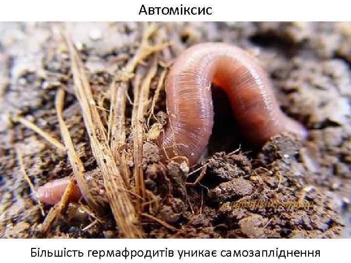 Автоміксис Більшість гермафродитів уникає самозапліднення 