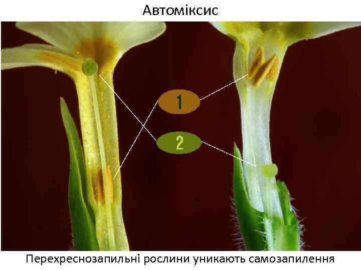 Автоміксис Перехреснозапильні рослини уникають самозапилення 