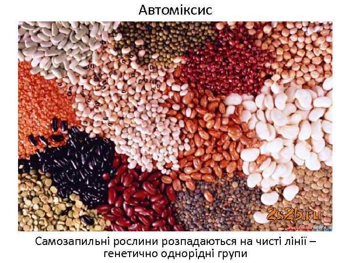 Автоміксис Самозапильні рослини розпадаються на чисті лінії – генетично однорідні групи 