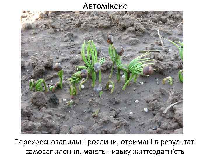 Автоміксис Перехреснозапильні рослини, отримані в результаті самозапилення, мають низьку життєздатність 