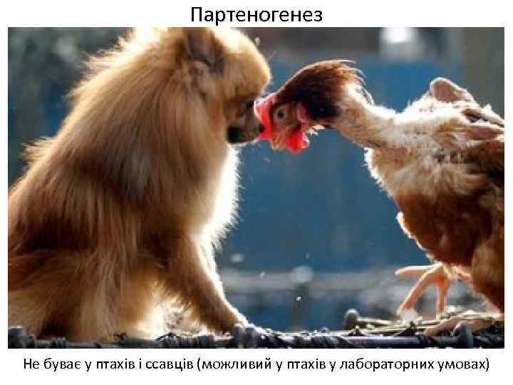 Партеногенез Не буває у птахів і ссавців (можливий у птахів у лабораторних умовах) 