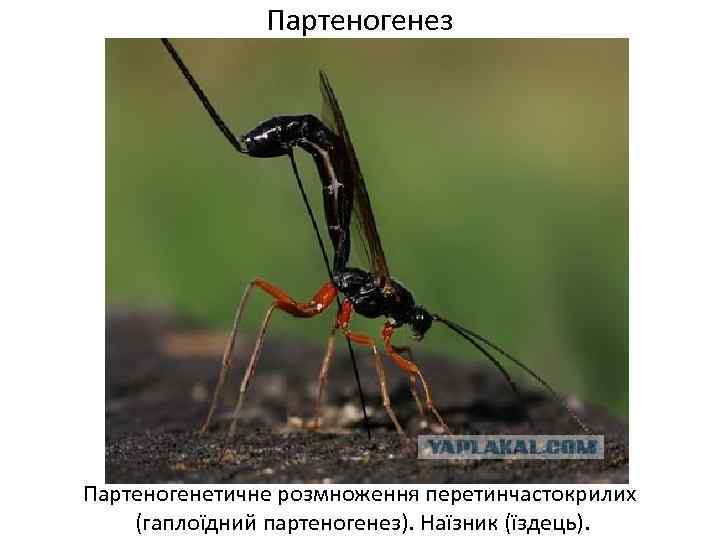 Партеногенез Партеногенетичне розмноження перетинчастокрилих (гаплоїдний партеногенез). Наїзник (їздець). 