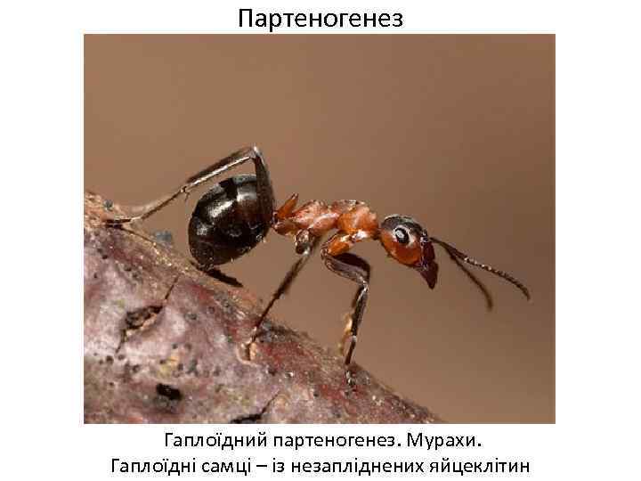 Партеногенез Гаплоїдний партеногенез. Мурахи. Гаплоїдні самці – із незапліднених яйцеклітин 