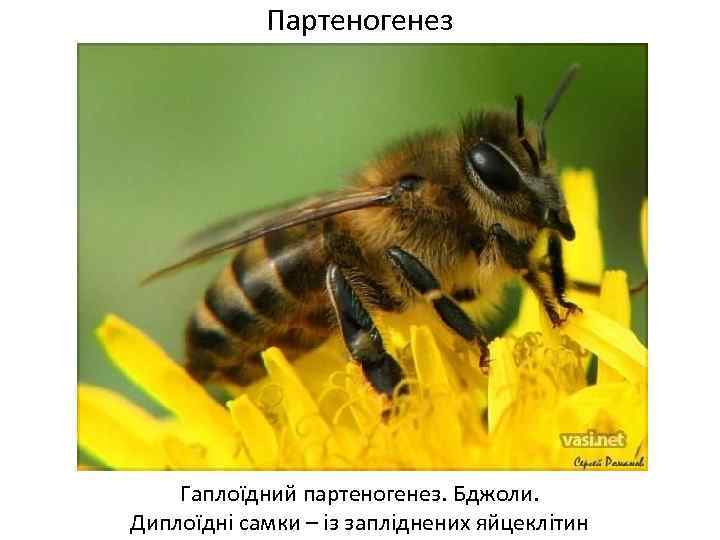 Партеногенез Гаплоїдний партеногенез. Бджоли. Диплоїдні самки – із запліднених яйцеклітин 