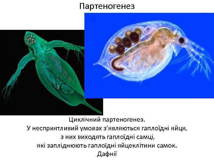 Партеногенез Циклічний партеногенез. У несприятливий умовах з’являються гаплоїдні яйця, з них виходять гаплоїдні самці,