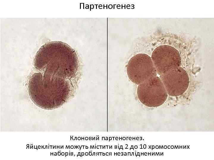 Партеногенез Клоновий партеногенез. Яйцеклітини можуть містити від 2 до 10 хромосомних наборів, дробляться незаплідненими
