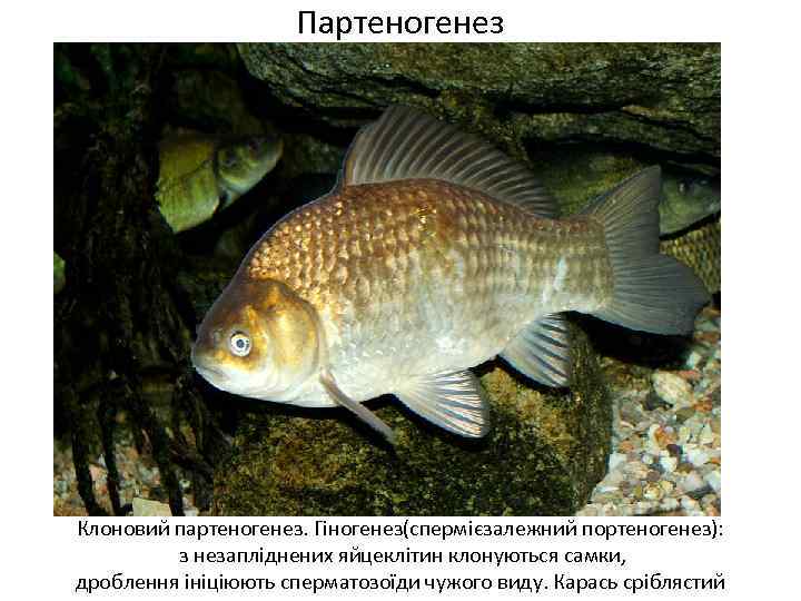 Партеногенез Клоновий партеногенез. Гіногенез(спермієзалежний портеногенез): з незапліднених яйцеклітин клонуються самки, дроблення ініціюють сперматозоїди чужого
