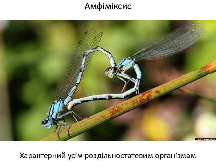 Амфіміксис Характерний усім роздільностатевим організмам 