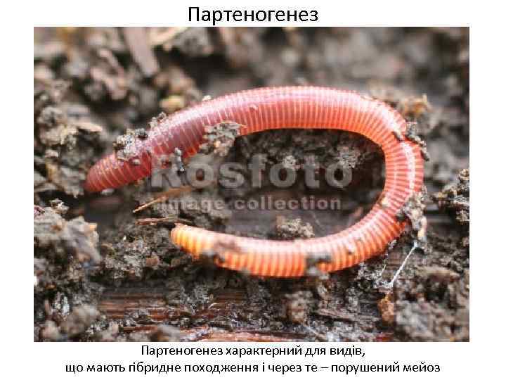 Партеногенез характерний для видів, що мають гібридне походження і через те – порушений мейоз