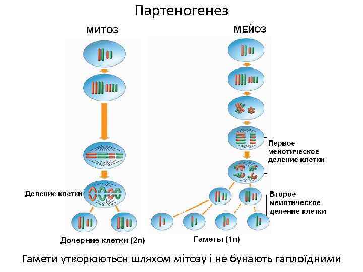Партеногенез Гамети утворюються шляхом мітозу і не бувають гаплоїдними 