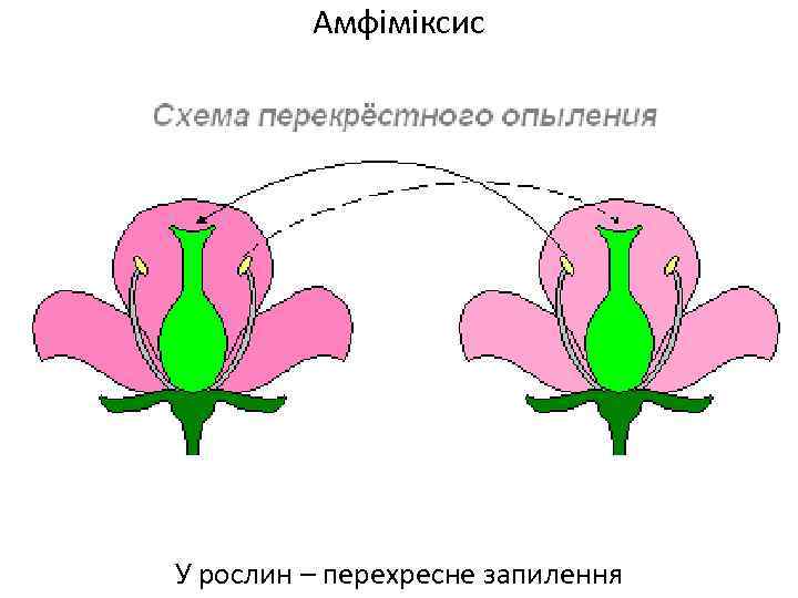 Перекрестное опыление. Схема перекрестного опыления. Самоопыление и перекрестное опыление. Перекрестное опыление растений. Схема самоопыления и перекрестного опыления.