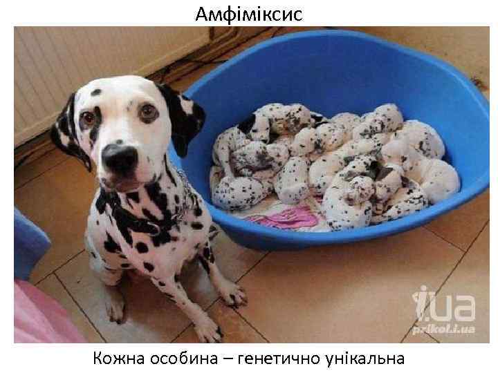 Амфіміксис Кожна особина – генетично унікальна 