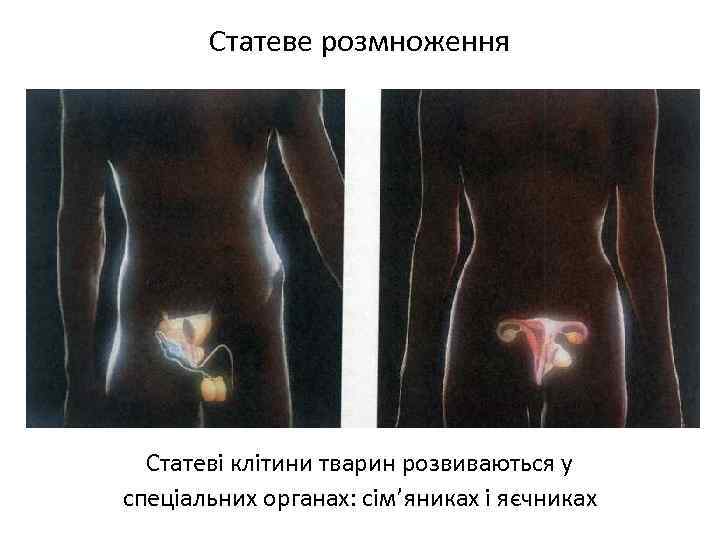 Статеве розмноження Статеві клітини тварин розвиваються у спеціальних органах: сім’яниках і яєчниках 