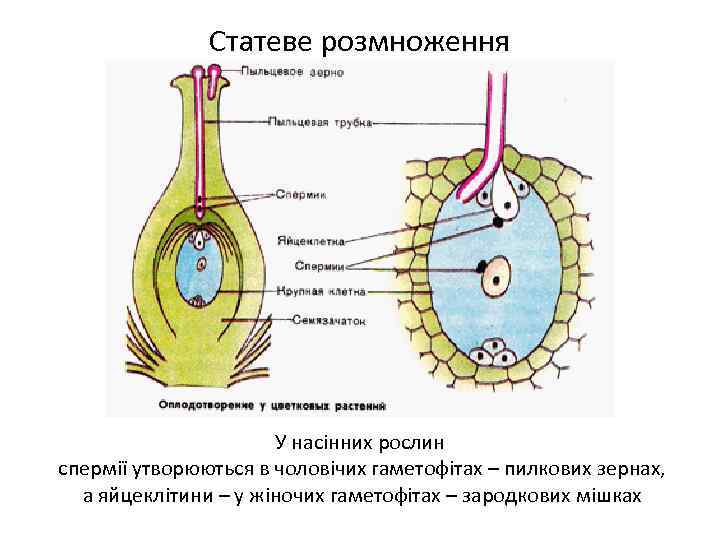 Статеве розмноження У насінних рослин спермії утворюються в чоловічих гаметофітах – пилкових зернах, а