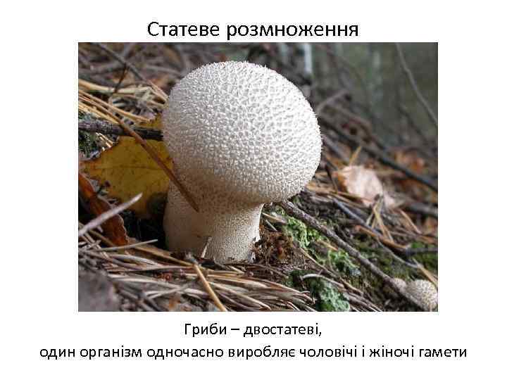 Статеве розмноження Гриби – двостатеві, один організм одночасно виробляє чоловічі і жіночі гамети 