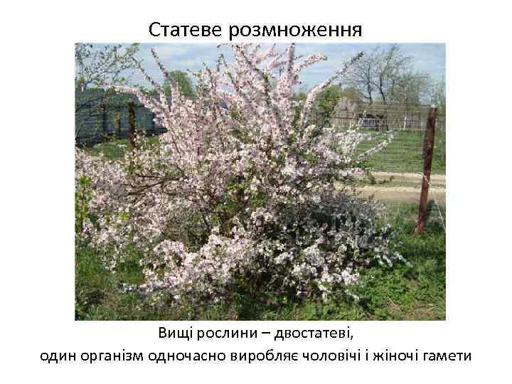 Статеве розмноження Вищі рослини – двостатеві, один організм одночасно виробляє чоловічі і жіночі гамети