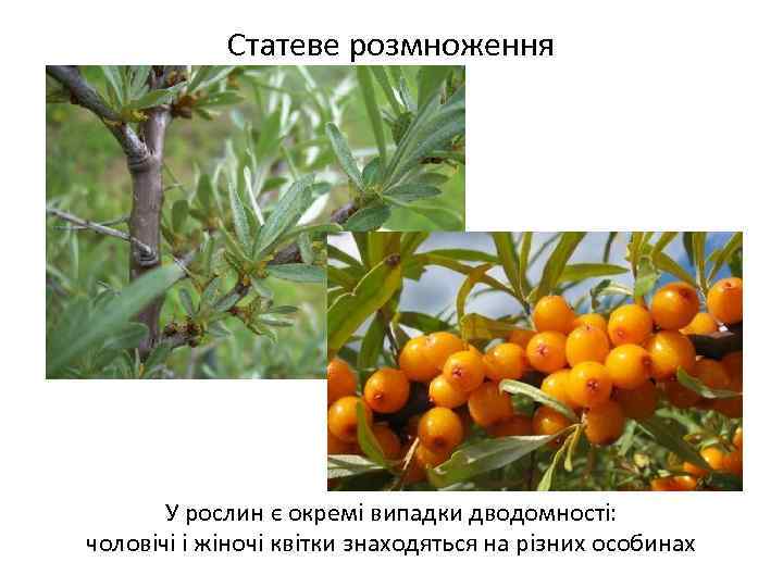 Статеве розмноження У рослин є окремі випадки дводомності: чоловічі і жіночі квітки знаходяться на
