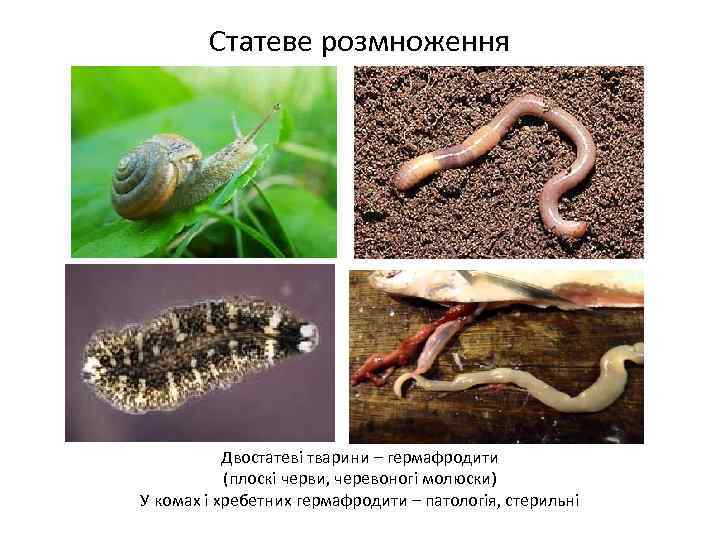 Статеве розмноження Двостатеві тварини – гермафродити (плоскі черви, черевоногі молюски) У комах і хребетних