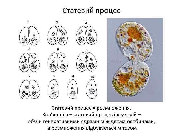 Статевий процес ≠ розмноження. Кон’югація – статевий процес інфузорій – обмін генеративними ядрами між