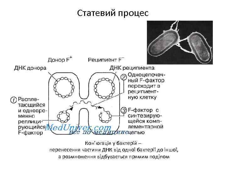 Статевий процес Кон’югація у бактерій – перенесення частини ДНК від одної бактерії до іншої,