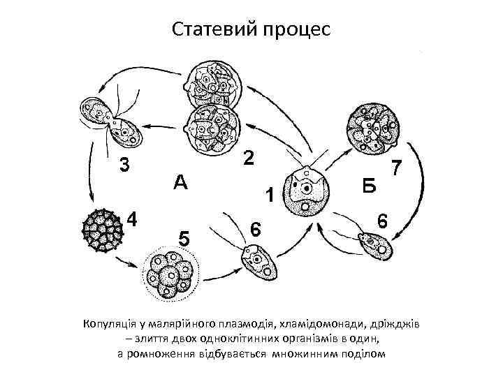 Статевий процес Копуляція у малярійного плазмодія, хламідомонади, дріжджів – злиття двох одноклітинних організмів в