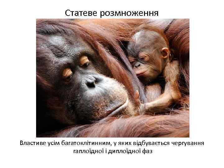 Статеве розмноження Властиве усім багатоклітинним, у яких відбувається чергування гаплоїдної і диплоїдної фаз 