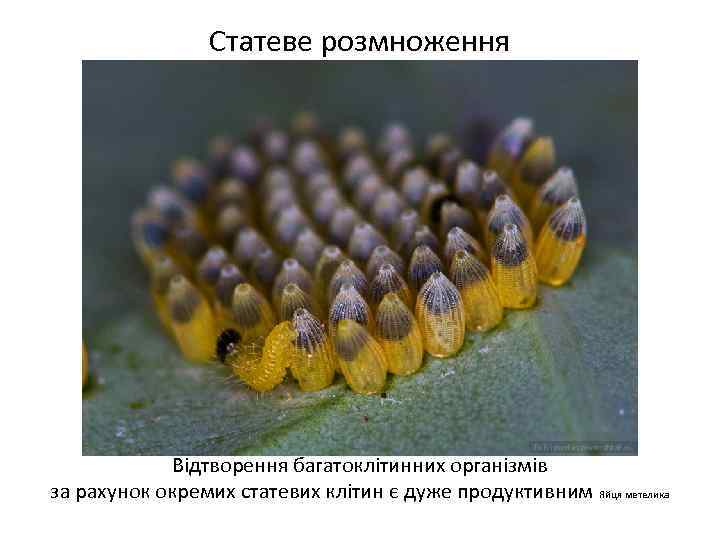 Статеве розмноження Відтворення багатоклітинних організмів за рахунок окремих статевих клітин є дуже продуктивним Яйця