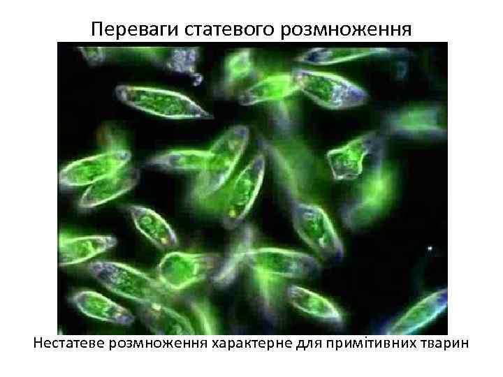 Переваги статевого розмноження Нестатеве розмноження характерне для примітивних тварин 