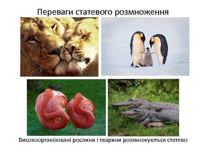 Переваги статевого розмноження Високоорганізовані рослини і тварини розмножуються статево 