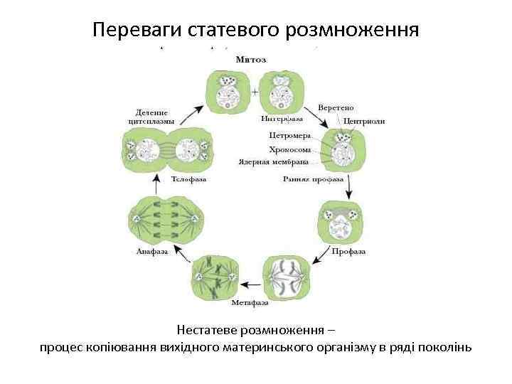 Переваги статевого розмноження Нестатеве розмноження – процес копіювання вихідного материнського організму в ряді поколінь