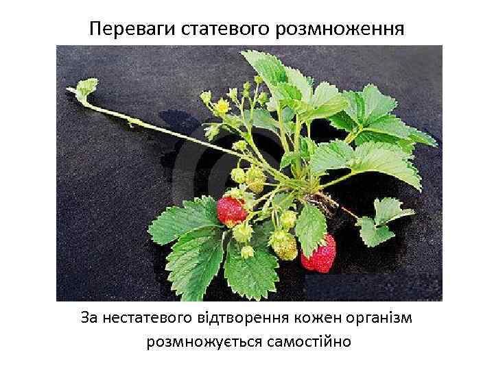 Переваги статевого розмноження За нестатевого відтворення кожен організм розмножується самостійно 
