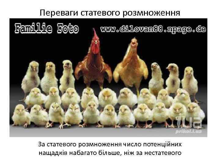 Переваги статевого розмноження За статевого розмноження число потенційних нащадків набагато більше, ніж за нестатевого