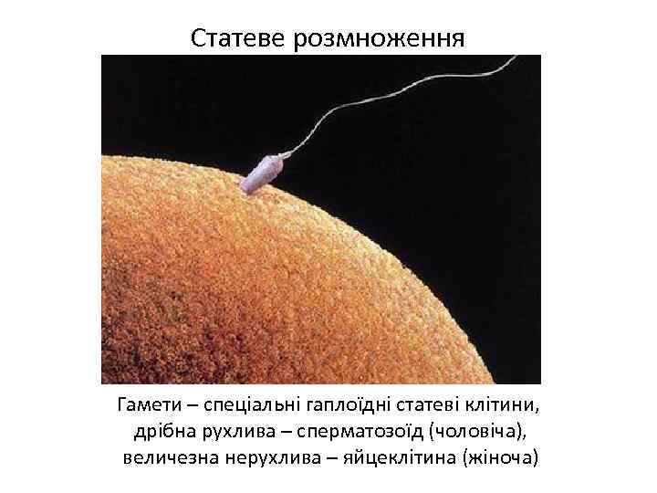 Статеве розмноження Гамети – спеціальні гаплоїдні статеві клітини, дрібна рухлива – сперматозоїд (чоловіча), величезна