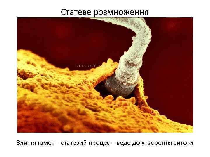 Статеве розмноження Злиття гамет – статевий процес – веде до утворення зиготи 
