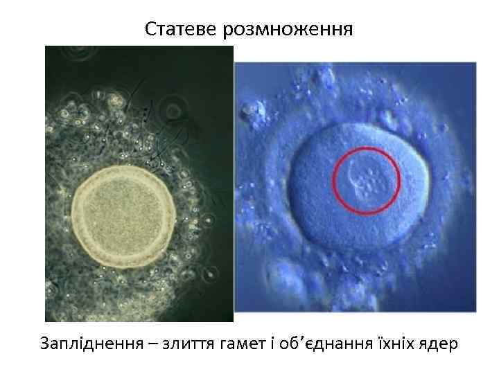 Статеве розмноження Запліднення – злиття гамет і об’єднання їхніх ядер 