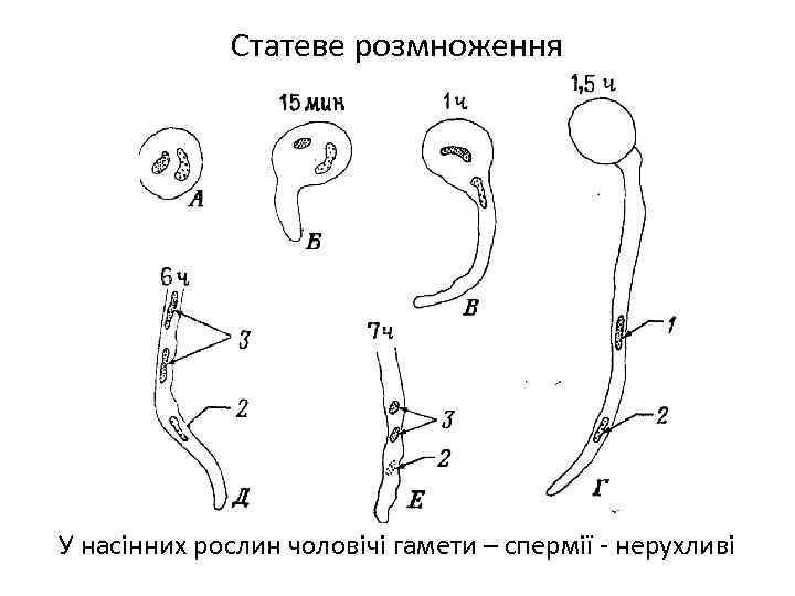 Статеве розмноження У насінних рослин чоловічі гамети – спермії - нерухливі 
