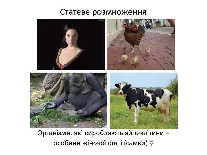 Статеве розмноження Організми, які виробляють яйцеклітини – особини жіночої статі (самки) ♀ 