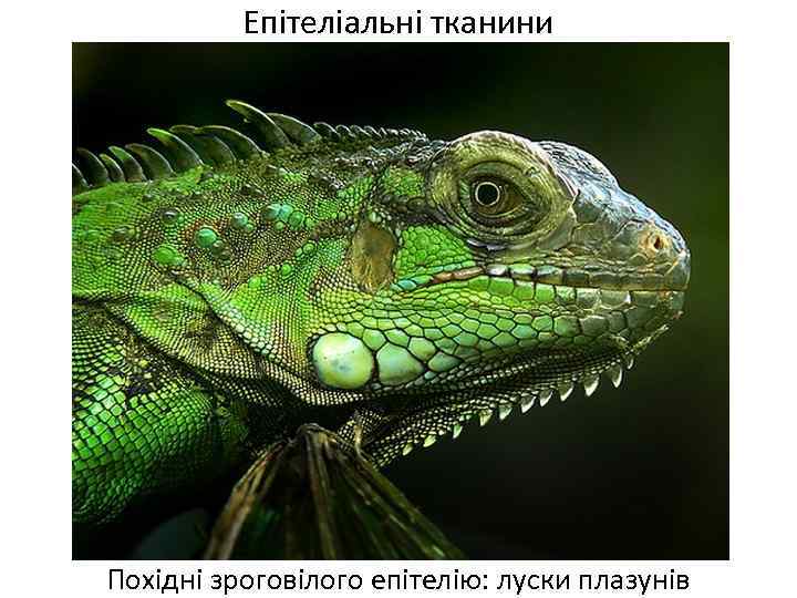 Епітеліальні тканини Похідні зроговілого епітелію: луски плазунів 