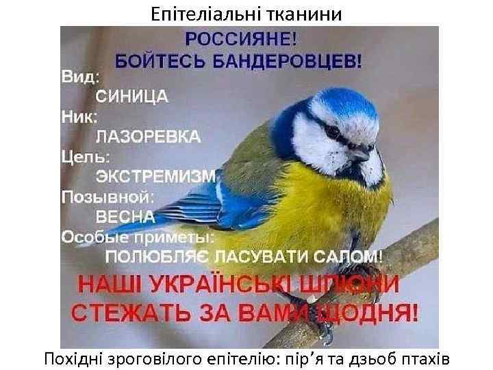 Епітеліальні тканини Похідні зроговілого епітелію: пір’я та дзьоб птахів 