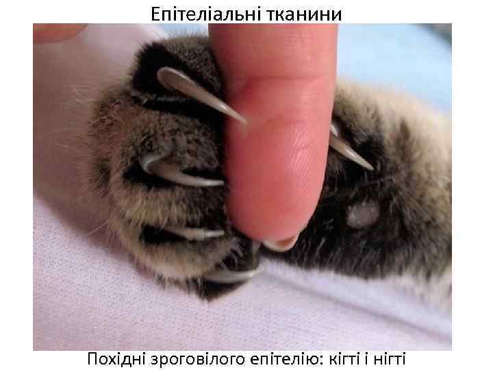 Епітеліальні тканини Похідні зроговілого епітелію: кігті і нігті 