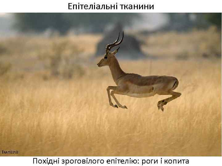 Епітеліальні тканини Імпала Похідні зроговілого епітелію: роги і копита 