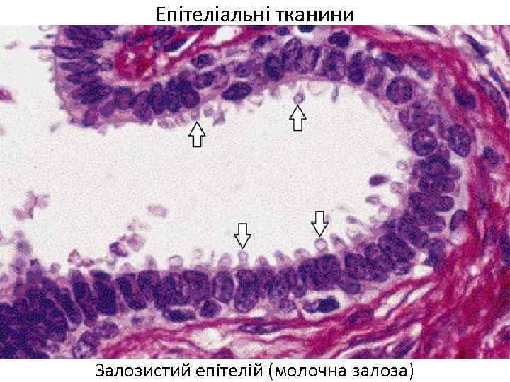 Епітеліальні тканини Залозистий епітелій (молочна залоза) 
